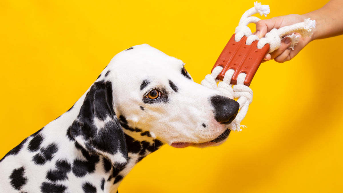 5 brinquedos de enriquecimento ambiental para cães