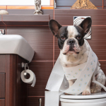 Necessidades no lugar certo: saiba como ensinar seu pet