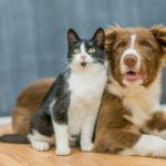 Descubra a relação entre senciência e enriquecimento ambiental