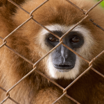 RECNTAS - ONG combate o comércio on-line ilegal de animais silvestres