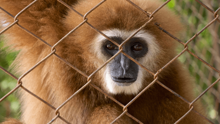 RECNTAS - ONG combate o comércio on-line ilegal de animais silvestres