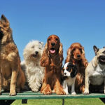 Obediência de cães de pequeno e grande porte