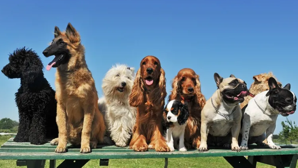 Obediência de cães de pequeno e grande porte