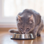 Alimentos úmidos: a importância para a nutrição dos gatos