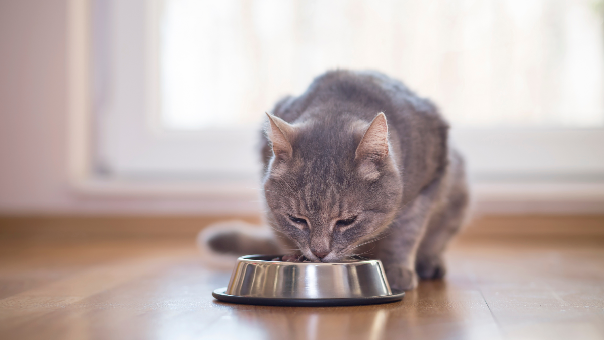 Alimentos úmidos: a importância para a nutrição dos gatos