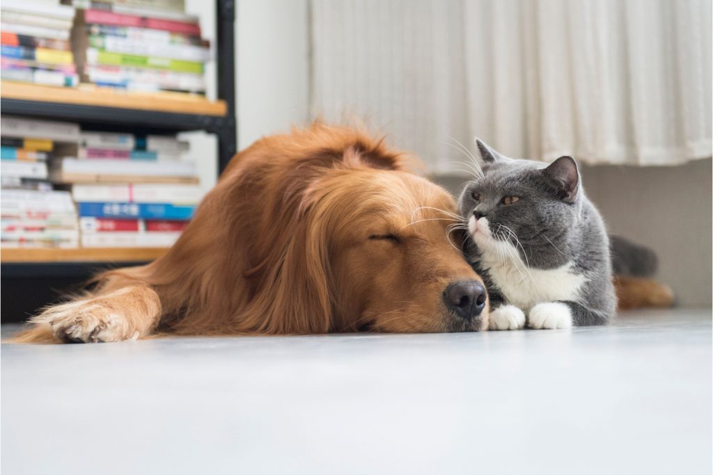 Amizade entre cachorro e gato 