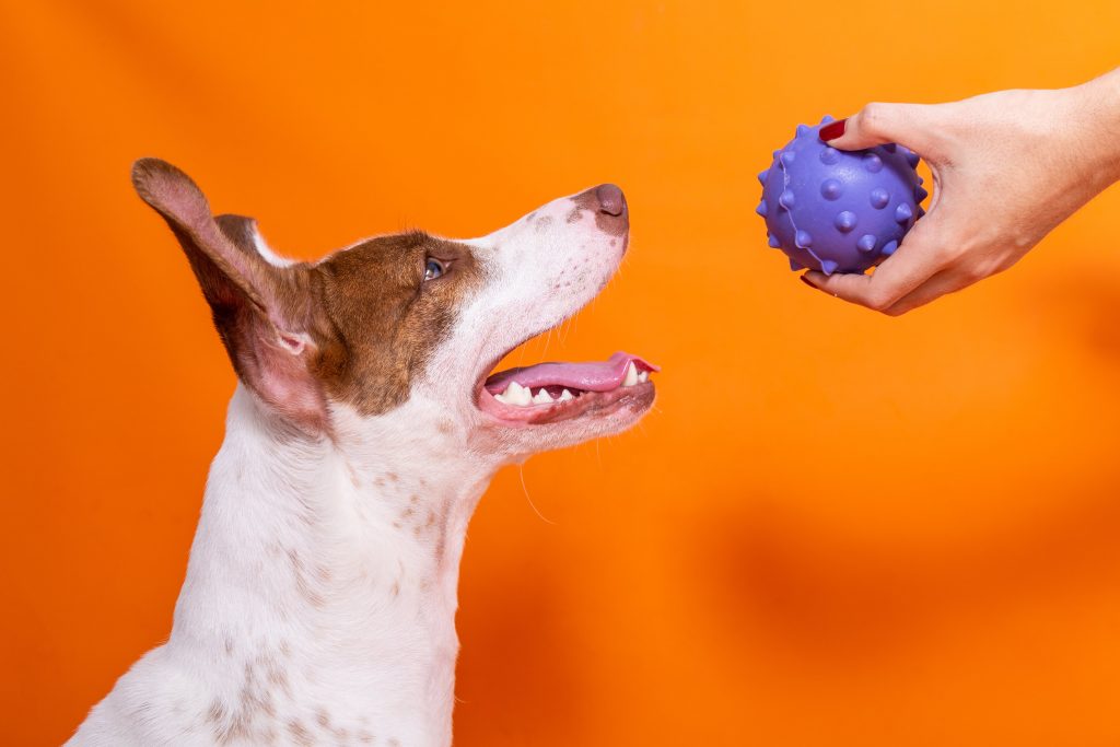 Bola Spike para cachorro enviada na edição “Seu Herói Petiko”