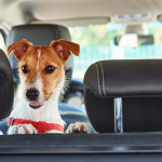 Cachorro viajando de carro