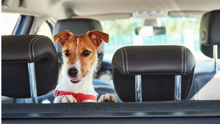 Cachorro viajando de carro