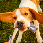 3 cuidados com brinquedos caseiros para os pets