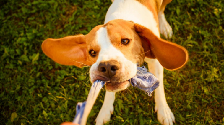 3 cuidados com brinquedos caseiros para os pets