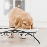 Comedouro elevado faz bem para meu pet?