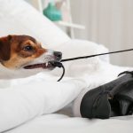 Cachorro mordendo tênis