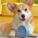 Cachorro fofo com relógio