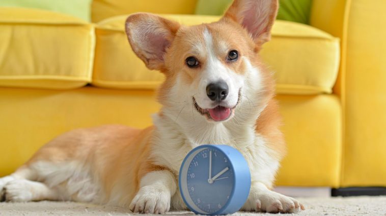 Cachorro fofo com relógio