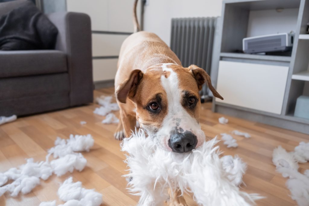 Cachorro mordendo almofada