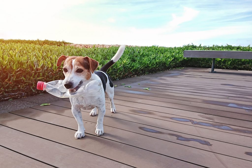 3 cuidados com brinquedos caseiros para os pets