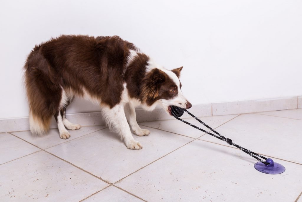 Cachorro brincando com brinquedo Push Ball da Petiko