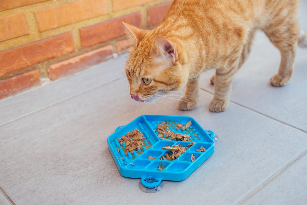 Gato comendo sachê no comedouro lento