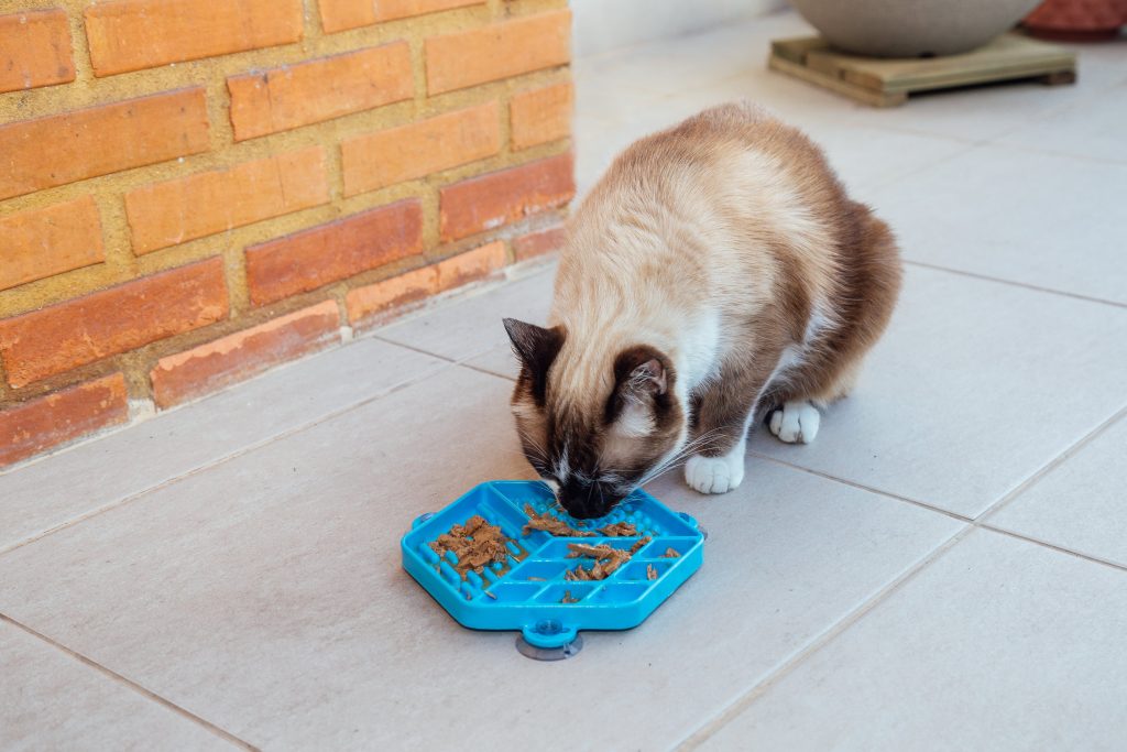 Gato comendo sachê no comedouro lento