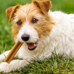 Cachorro comendo petiscos na grama