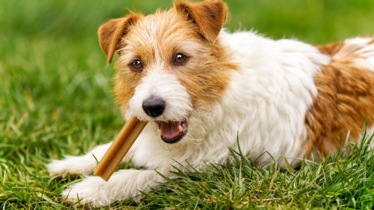 Cachorro comendo petiscos na grama