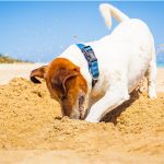 Cachorro enterrando algo na areia