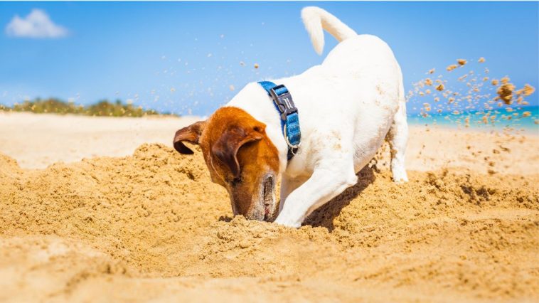 Cachorro enterrando algo na areia