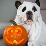 Cachorro fantasiado de fantasma com abóbora para Halloween