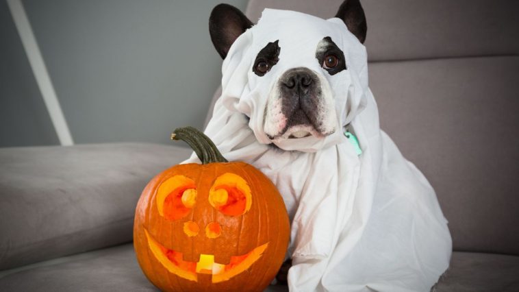 Cachorro fantasiado de fantasma com abóbora para Halloween