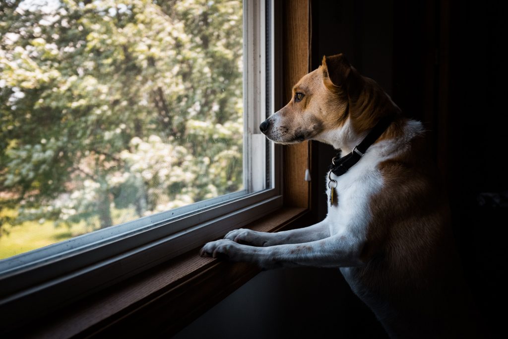 Cachorro olhando pela janela