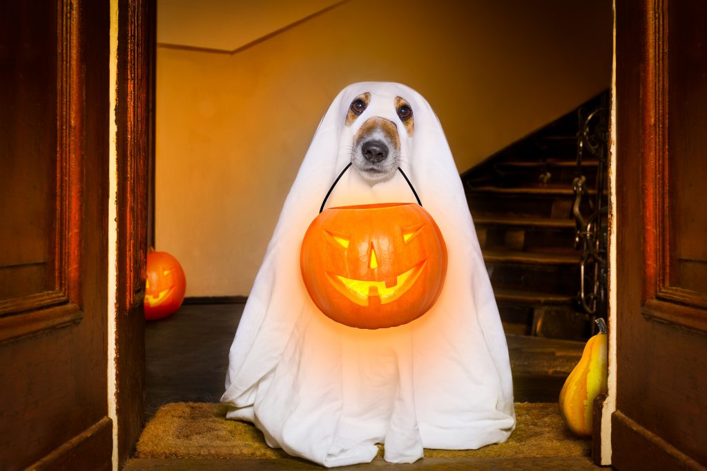 Cachorro com fantasia de fantasma segurando abóbora para Halloween
