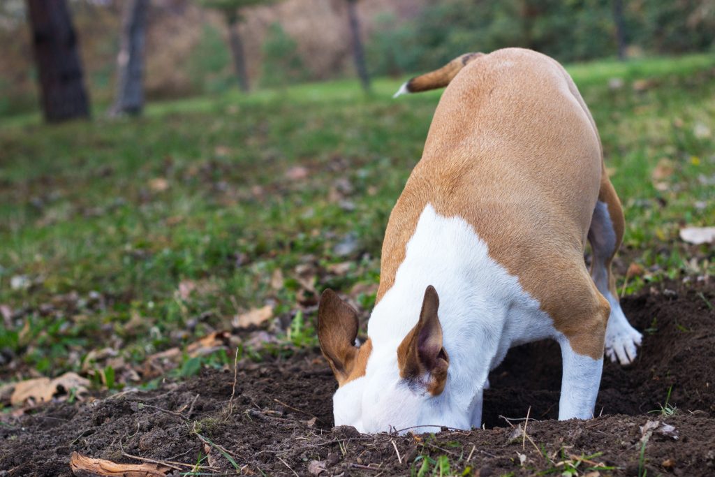 Cachorro enterrando na grama