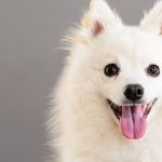 Por que os cães mostram a língua? Descubra agora!