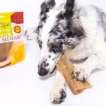 Mordedores naturais: conheça os benefícios para os cães