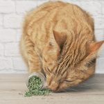 Benefícios do Catnip para os gatos