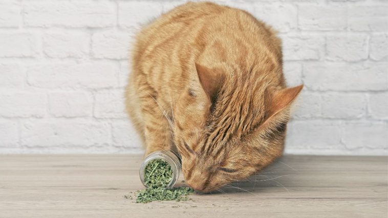 Benefícios do Catnip para os gatos