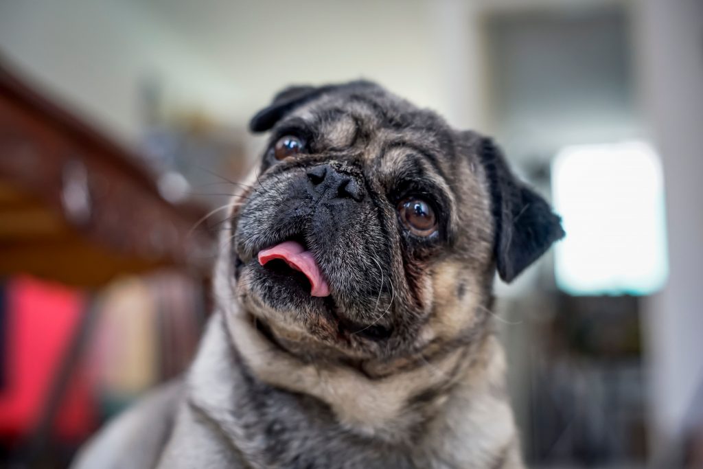 Por que os cães mostram a língua? Descubra agora!