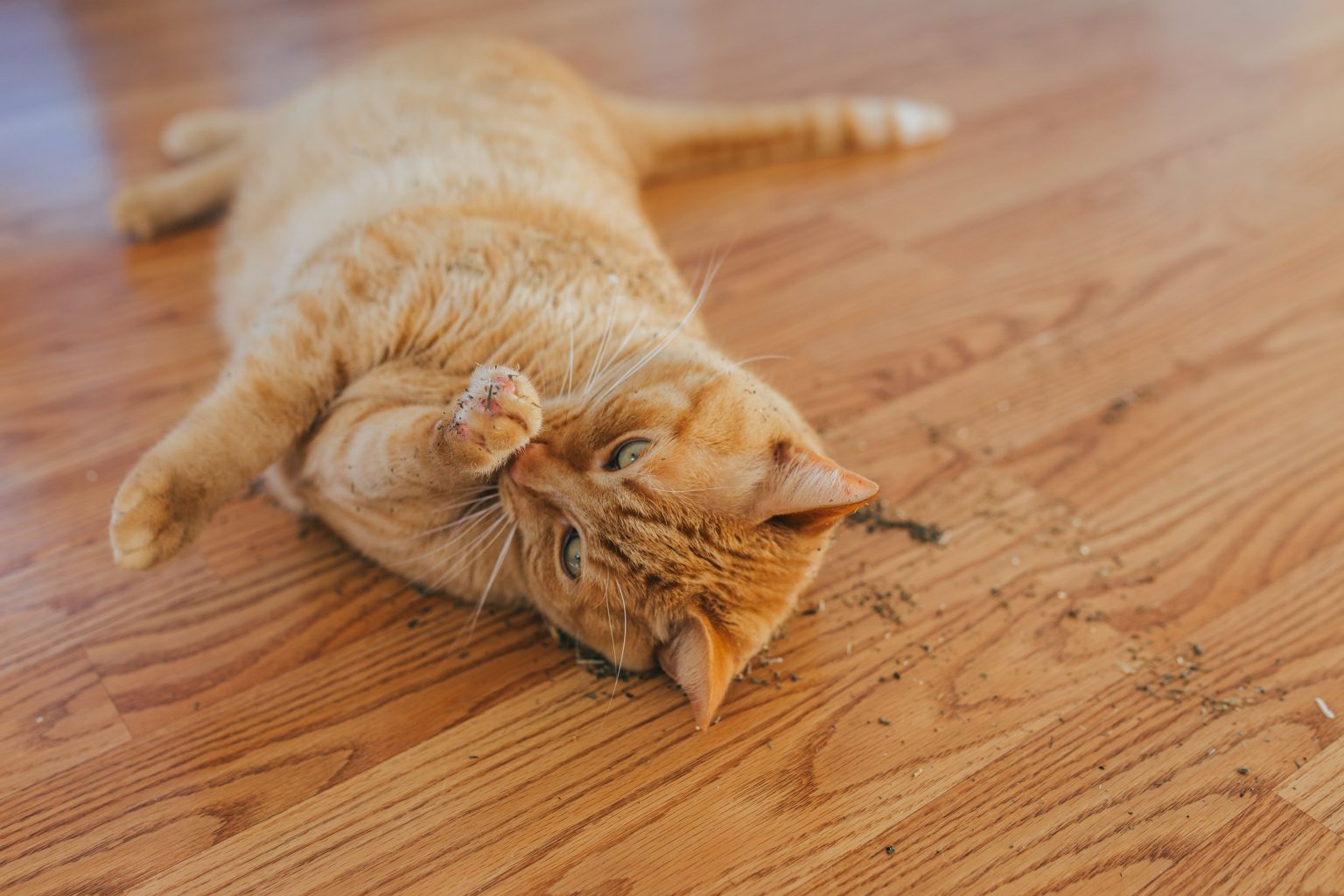 Catnip conheça os benefícios para o seu gato BLOG.Petiko