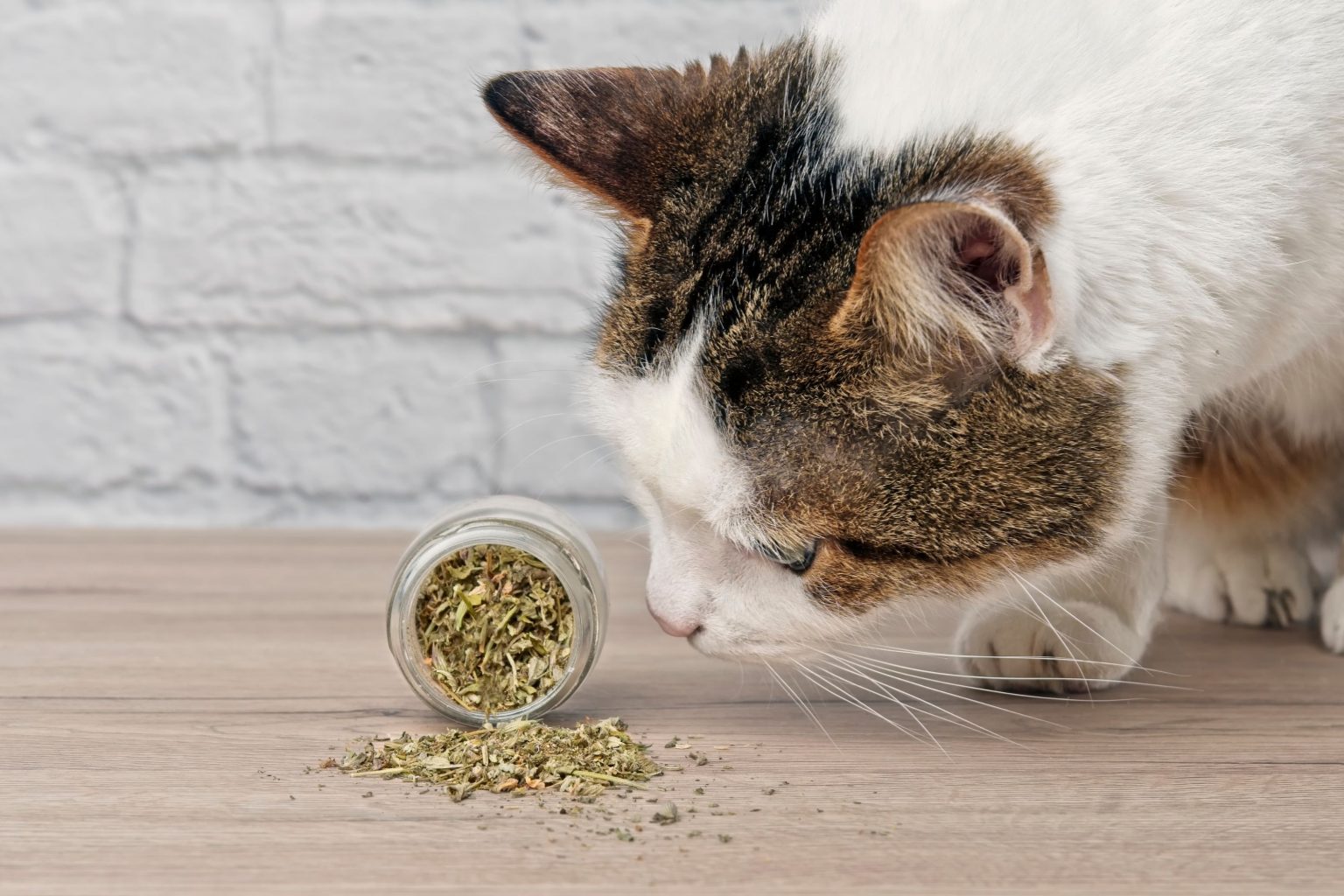Catnip conheça os benefícios para o seu gato BLOG.Petiko