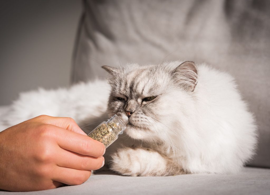 Benefícios do Catnip para os gatos