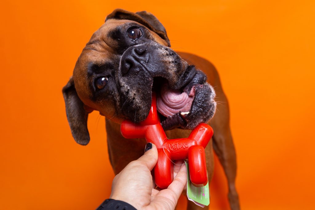 Brinquedo Mordedor Cão de Balão para cachorro da Petiko