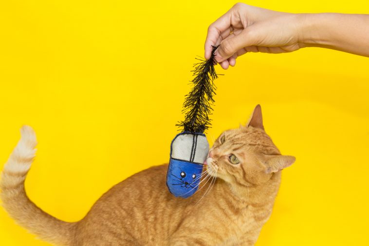 Catnip conheça os benefícios para o seu gato BLOG.Petiko