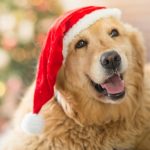 3 receitas para a ceia de Natal do seu pet