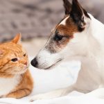 Como prevenir problemas no trato urinário de cães e gatos?