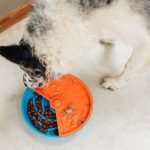 Comedouro interativo para cães