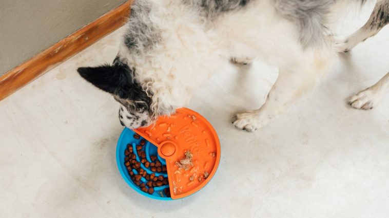 Comedouro interativo para cães