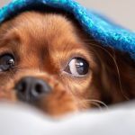 Fogos de artifício: cuidados com os pets no fim de ano