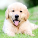 Quando o cachorro deixa de ser filhote? Descubra agora!