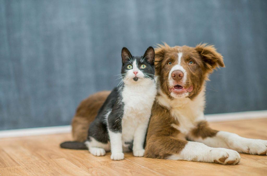 Como prevenir problemas no trato urinário de cães e gatos?